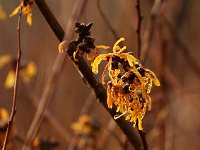 Hamamelis Orange Peel 2016 01 23 9108